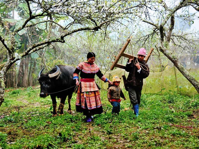 Trekking Northern Vietnam 11 Days